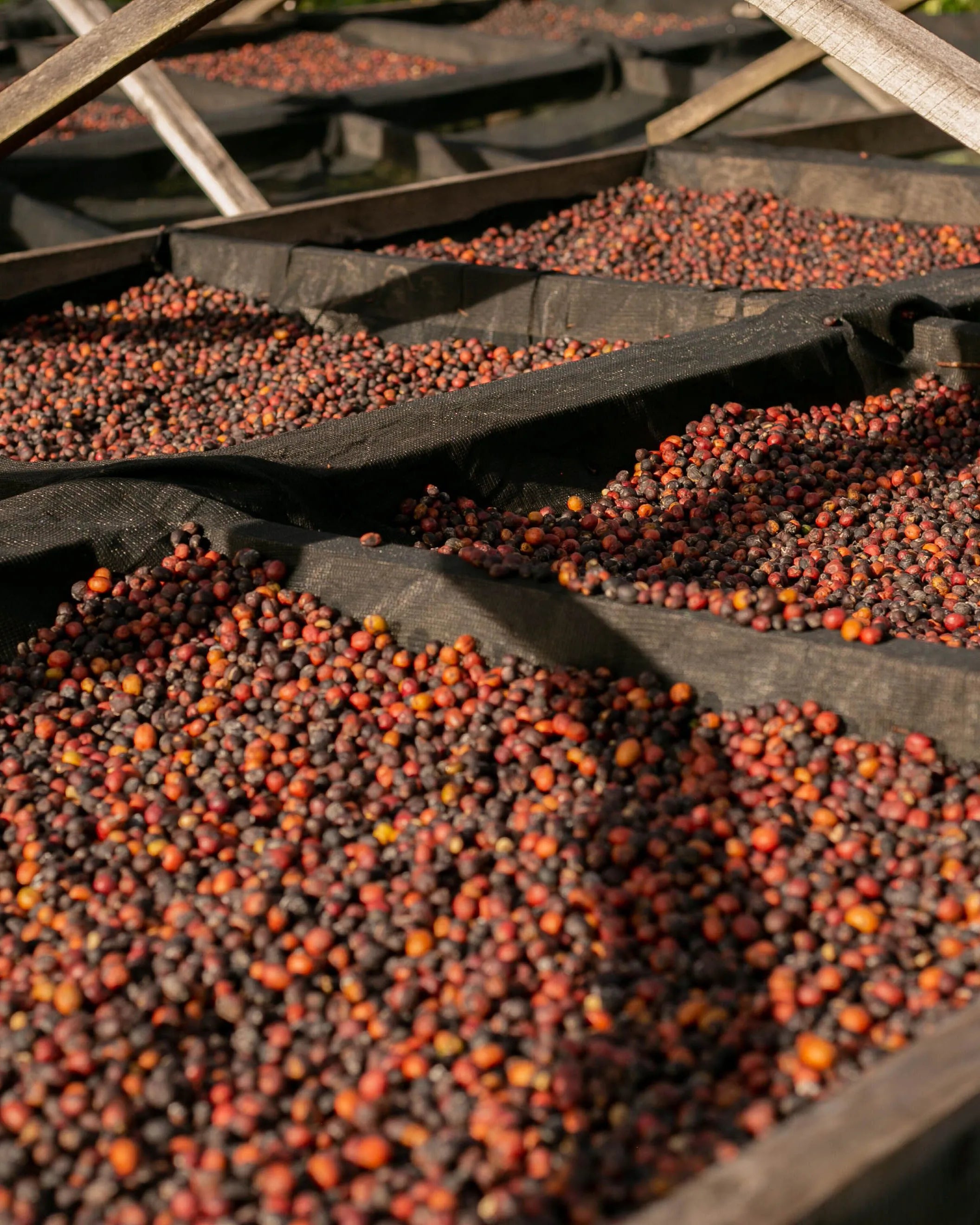 Colombia Supremo