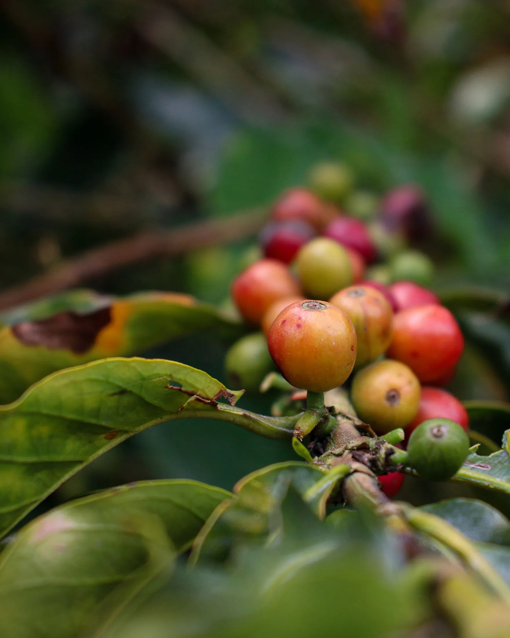 Colombia Supremo
